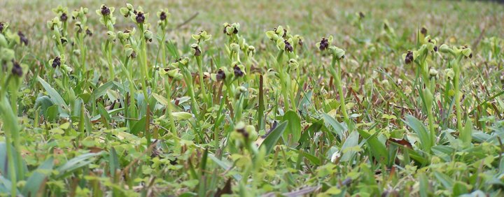 Un prato di Ophrys bombyliflora